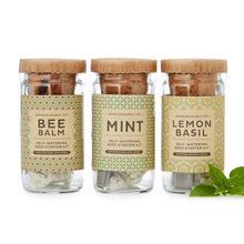 Load image into Gallery viewer, Self-Watering Herbal Tea Kit