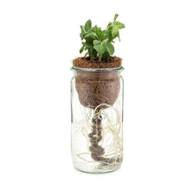 Load image into Gallery viewer, Self-Watering Herbal Tea Kit
