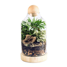 Load image into Gallery viewer, DIY Terrarium Kit