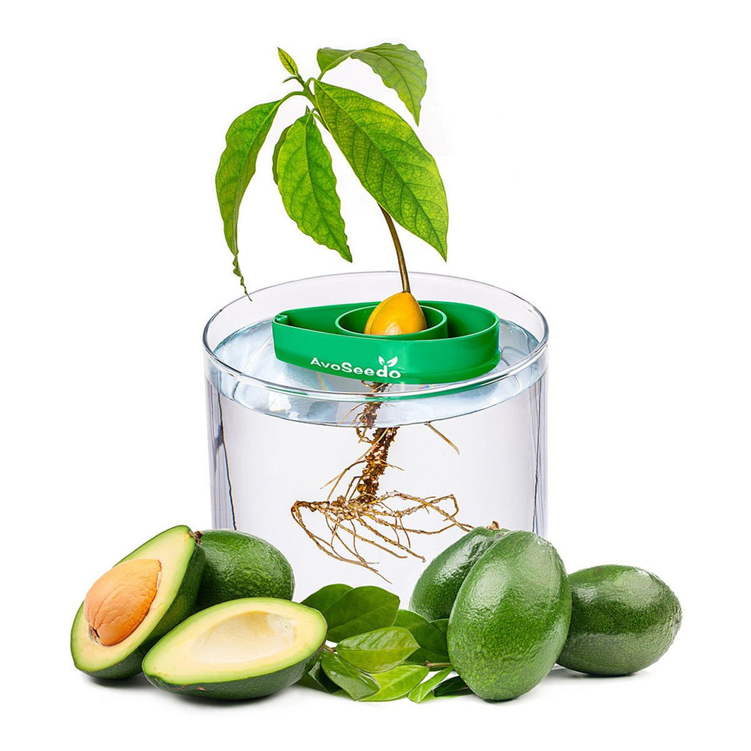 Avocado Tree Starter Kit (Set of 3)